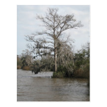 Le marais de la Géorgie Carte Postale