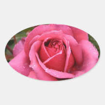Le matin rose-foncé s'est levé autocollant ovale