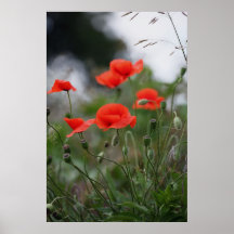 Le pavot affiches