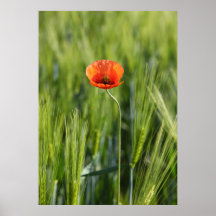 Le pavot affiches