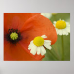 Le pavot posters