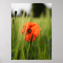 Le pavot posters