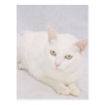 Le petit chat blanc carte postale