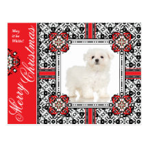 Le petit chien pelucheux vous souhaite Noël blanc Carte Postale
