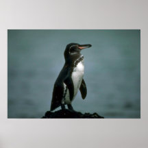 Le pingouin de Galapagos sur la roche de lave Posters