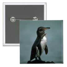 Le pingouin de Galapagos sur la roche de lave Badges Avec Agrafe