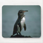 Le pingouin de Galapagos sur la roche de lave Tapis De Souris