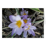 Le plus grand aux plus petits crocus de lavande cartes
