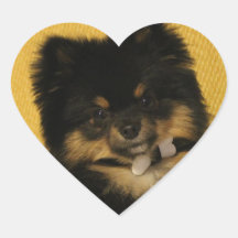 Le Pomeranian le plus mignon Autocollant En Cœur
