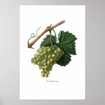 Le raisin de Verdelho Affiches