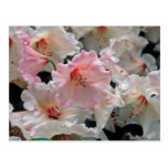 Le rhododendron fleurit des fleurs cartes postales