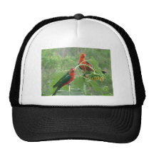 Le Roi australien Parrots Casquette