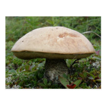 Le Roi Boletus Mushroom sur l'île d'Unalaska Carte Postale