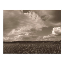 Le Roi Cotton Rural South Postcard Carte Postale