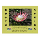 Le Roi Protea Carte Postale