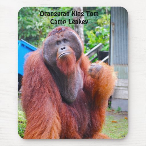 Le Roi Tom d'orang-outan au camp Leakey Tapis De Souris