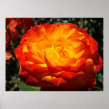 Le rose rouge d'orange d'ILLUSTRATION de BUREAU a  Affiche