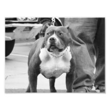 Le Staffordshire Terrier américain Photographies