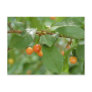Le Temps des Cerises Postcard
