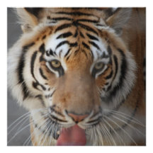 Le tigre embrasse des invitations