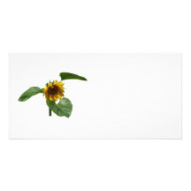 Le tournesol prend un arc cartes de vœux avec photo