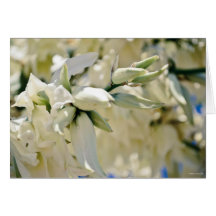 Le "yucca fleurit" carte de sympathie