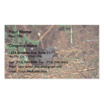 Leach's Storm-Petrel Business Card Template