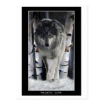 LEADER OF THE PACK ~ Wolf Postcards