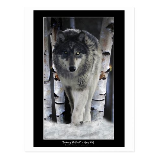 LEADER OF THE PACK ~ Wolf Postcards