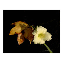 Leaf and Flower Post Card