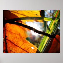 Leaf  and grass in the a sunny forest posters