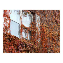 Leaf And Vine Covered Window Postcard