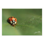 Leaf Beetle Art Photo
