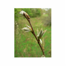 Leaf Burst Photo Cutout