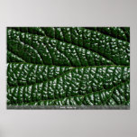 Leaf, close-up poster