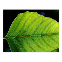 Leaf Detail Post Card