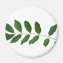 Leaf Fern Nature Party Pack Magnets
