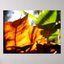 Leaf in a sunny forest poster