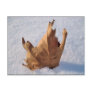 Leaf in the snow,when autumn meets the winter post card