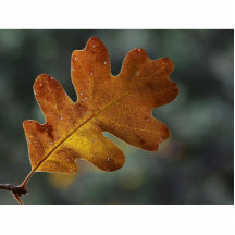 Leaf Leaves Photo Cut Out