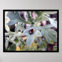 Leaf on a Leaf Posters