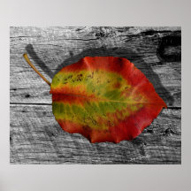 Leaf on Barnwood Poster