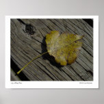 Leaf on Bridge Plank Posters