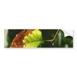 Leaf On Tree In Yosemite Park Bumper Stickers