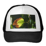 Leaf On Tree In Yosemite Park Mesh Hats