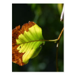 Leaf On Tree In Yosemite Park Postcard