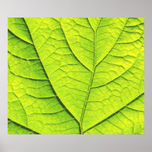 Leaf Poster