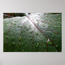 Leaf poster