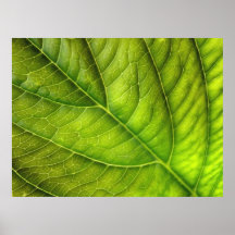 leaf texture poster