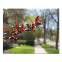 Leafy Branch Along a Suburban Residential Street Photograph